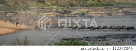Panorama of blue wildebeest walking across river 112377246
