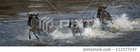 Panorama of four blue wildebeest amid spray 112377247