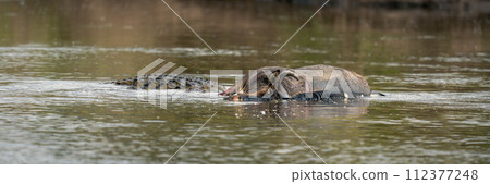 Panorama of Nile crocodile feeding on wildebeest 112377248