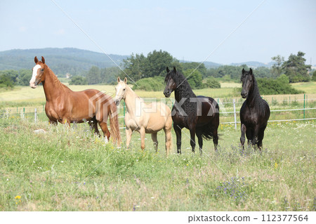 Nice friesian and Kinsky horses on pasturage 112377564