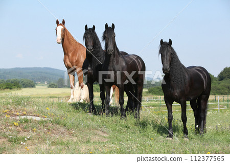 Nice friesian and Kinsky horses on pasturage Nice friesian and Kinsky horses on pasturage 112377565