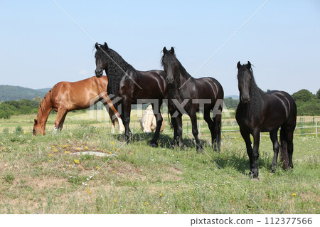 Nice friesian and Kinsky horses on pasturage 112377566