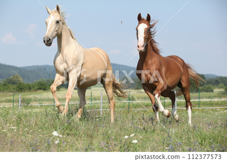 Two Kinsky horses running on pasturage Two Kinsky horses running on pasturage 112377573