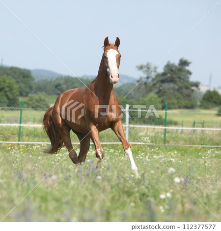 Beautiful Kinsky horse running on pasturage 112377577