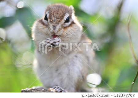 A close-up of a cute chipmunk looking at the camera. Saitama City, Saitama Prefecture (Citizens' Forest, Minuma Green Center, Squirrel House) A close-up of a cute chipmunk looking at the camera. Saitama City, Saitama Prefecture (Citizens' Forest, Minuma Green Center, Squirrel House) 112377707