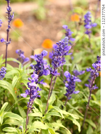 穆斯卡里與紫色的花朵 穆斯卡里與紫色的花朵 112377764