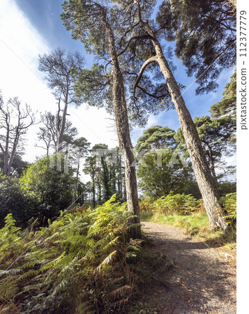 Scots Pine trees in County Donegal - Ireland 112377779