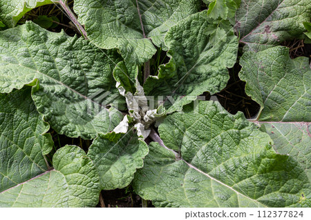 Arctium lappa - Young burdock leaves in an early summer Arctium lappa - Young burdock leaves in an early summer 112377824