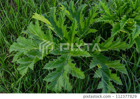 Heracleum sosnovskyi big poison plant blooming. Medicinal plant Common Hogweed Heracleum sphondylium 112377829