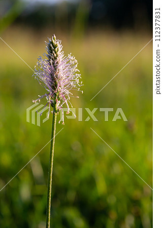 Plantago media, Hoary plantain, Plantaginaceae. Wild plant shot in spring Plantago media, Hoary plantain, Plantaginaceae. Wild plant shot in spring 112377831