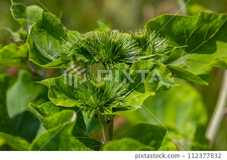 Arctium lappa - Young burdock leaves in an early summer Arctium lappa - Young burdock leaves in an early summer 112377832