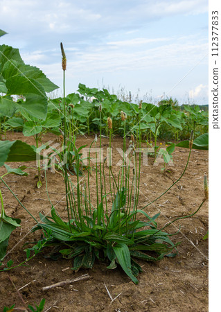 Ribwort plantain Plantago lanceolata. Medicinal plants in the garden 112377833