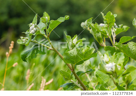 The arachnoid burdock Arctium tomentosum.Wild plants of Siberia 112377834