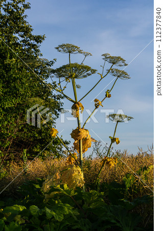 Heracleum sosnovskyi big poison plant blooming. Medicinal plant Common Hogweed Heracleum sphondylium 112377840