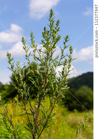 Chenopodium album, edible plant, common names include lamb's quarters, melde, goosefoot, white goosefoot, wild spinach, bathua and fat-hen 112377847