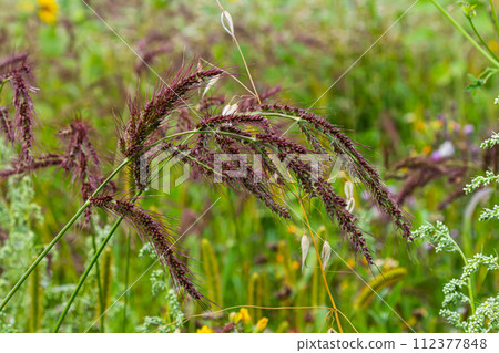 In the field, as weeds among the agricultural crops grow Echinochloa crus-galli 112377848