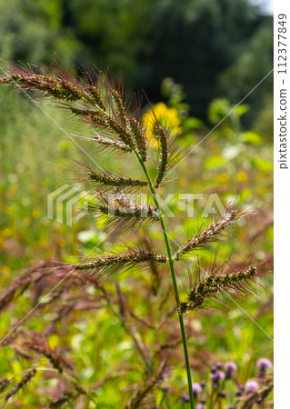 In the field, as weeds among the agricultural crops grow Echinochloa crus-galli 112377849