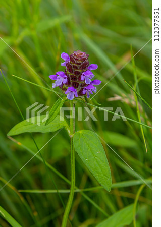 Beautiful prunella vulgaris are growing on a green meadow. Live nature 112377851