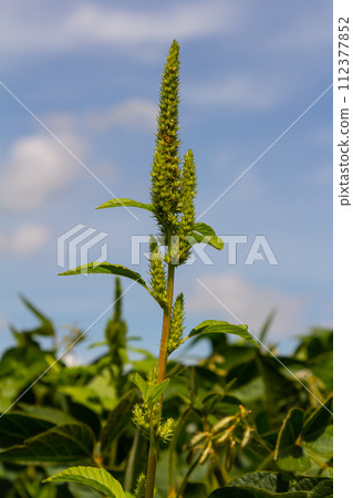 Green amaranth Amaranthus hybridus in flower. Plant in the family Amaranthaceae growing as an invasive weed 112377852