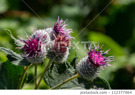 The arachnoid burdock Arctium tomentosum.Wild plants of Siberia 112377864