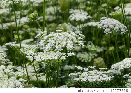 Daucus carota known as wild carrot blooming plant Daucus carota known as wild carrot blooming plant 112377868