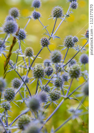 Eryngium Planum Or Blue Sea Holly - Flower Growing On Meadow. Wild Herb Plants Eryngium Planum Or Blue Sea Holly - Flower Growing On Meadow. Wild Herb Plants 112377870