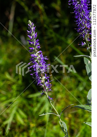 Flowering spikes of Veronica Spicata Ulster Dwarf Blue flower 112377872
