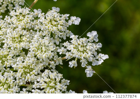 Daucus carota known as wild carrot blooming plant 112377874