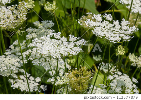 Daucus carota known as wild carrot blooming plant 112377879