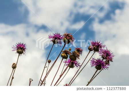 Centaurea scabiosa subsp. apiculata, Centaurea apiculata, Compositae. Wild plant shot in summer 112377880