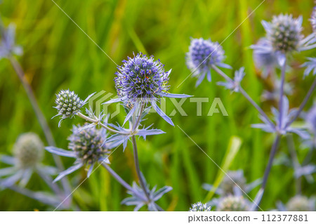 Eryngium Planum Or Blue Sea Holly - Flower Growing On Meadow. Wild Herb Plants 112377881