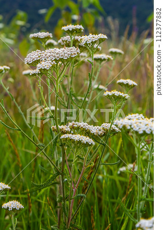Common yarrow Achillea millefolium white flowers close up, floral background green leaves. Medicinal organic natural herbs, plants concept. Wild yarrow, wildflower 112377882