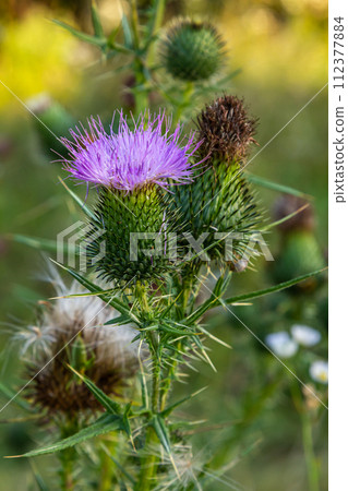 Vertical closeup on a colorful purple spear-thistle flower, Cirsium vulgare 112377884
