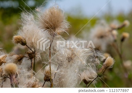 Cirsium arvense is a species of perennial plants of the thistle family of the aster. Autumn plants with seeds. Medicinal plants Cirsium arvense is a species of perennial plants of the thistle family of the aster. Autumn plants with seeds. Medicinal plants 112377897