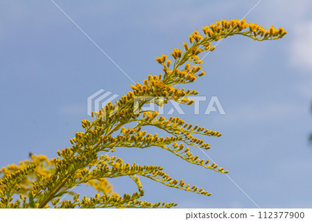 The wild flowers of Solidago altissima in autumn The wild flowers of Solidago altissima in autumn 112377900
