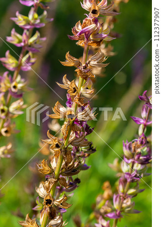 Deep violet-blue flowers, Salvia nemorosa Ostfriesland. Tall purple flower . Salvia, Nepeta. Balkan Clary - Salvia sylvestris Deep violet-blue flowers, Salvia nemorosa Ostfriesland. Tall purple flower . Salvia, Nepeta. Balkan Clary - Salvia sylvestris 112377907