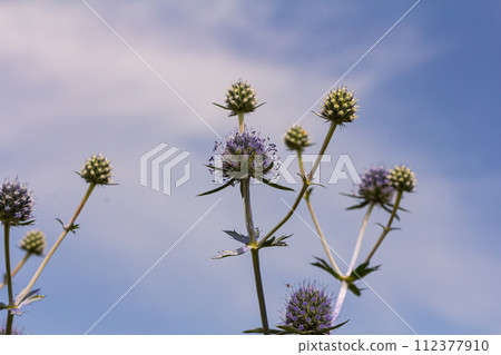 Eryngium Planum Or Blue Sea Holly - Flower Growing On Meadow. Wild Herb Plants Eryngium Planum Or Blue Sea Holly - Flower Growing On Meadow. Wild Herb Plants 112377910