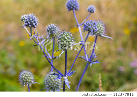 Eryngium Planum Or Blue Sea Holly - Flower Growing On Meadow. Wild Herb Plants 112377911
