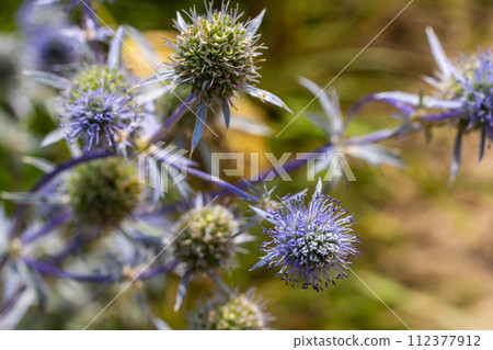 Eryngium Planum Or Blue Sea Holly - Flower Growing On Meadow. Wild Herb Plants Eryngium Planum Or Blue Sea Holly - Flower Growing On Meadow. Wild Herb Plants 112377912