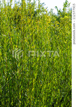 Salix purpurea purple willow or osier is a species of Salix native to most of Europe. Purple willow catkin, Salix purpurea 112377915