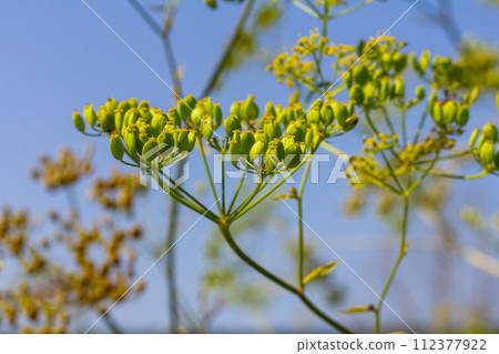 Pastinaca sativa subsp. urens, Pastinaca umbrosa, Apiaceae. Wild plant shot in summer 112377922