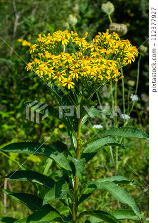 Senecio hydrophilus Nutt. wild yellow flowers, blooming weed plant in summer garden 112377927
