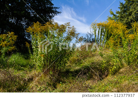 The wild flowers of Solidago altissima in autumn 112377937