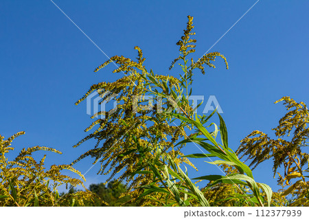 The wild flowers of Solidago altissima in autumn 112377939