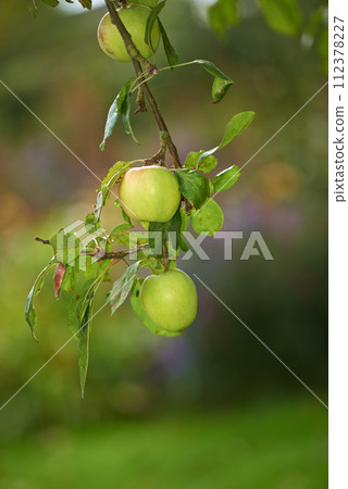 Green apples, orchard and farm for agriculture, summer season and garden for countryside, tree and plant. Fruit, nature and leaf in outdoor, environment and nutrition in healthy organic harvest 112378227