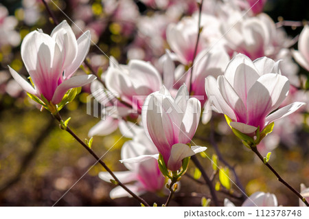 big pink flowers of magnolia soulangeana tree in blossom. beautiful natural background in spring 112378748