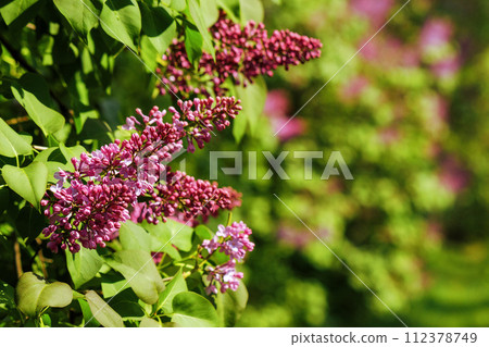 bunch of lilac blossom in the garden. beautiful floral background in springtime bunch of lilac blossom in the garden. beautiful floral background in springtime 112378749