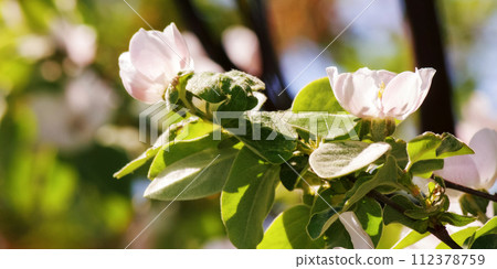 quince tree in blossom. closeup of branch with flowers. sunny weather in spring quince tree in blossom. closeup of branch with flowers. sunny weather in spring 112378759