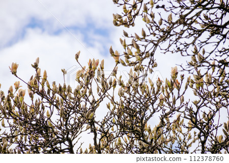 magnolia soulangeana buds on the branch. beautiful nature background flowering tree against blue sky in spring on a sunny day magnolia soulangeana buds on the branch. beautiful nature background flowering tree against blue sky in spring on a sunny day 112378760