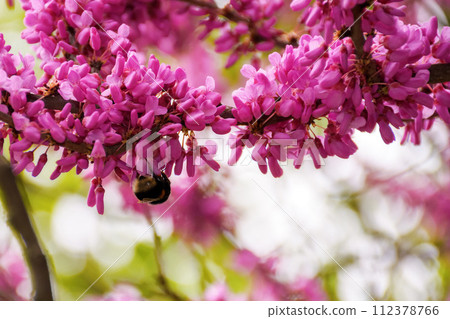 bee among pink blossom of judas tree. floral background in spring 112378766